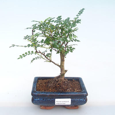 Kryty bonsai - Zantoxylum piperitum - Drzewo papryki PB220390 - 1