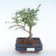 Kryty bonsai - Zantoxylum piperitum - Drzewo papryki PB220390 - 1/4