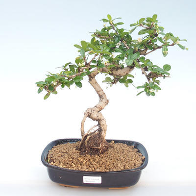 Kryty bonsai - Carmona macrophylla - Tea fuki PB220391 - 1