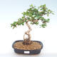 Kryty bonsai - Carmona macrophylla - Tea fuki PB220391 - 1/5