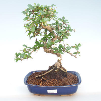 Kryty bonsai - Carmona macrophylla - Tea fuki PB220393 - 1
