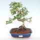 Kryty bonsai - Carmona macrophylla - Tea fuki PB220394 - 1/5