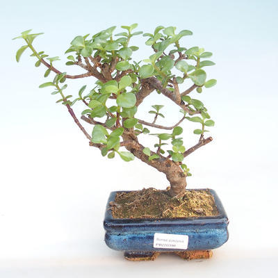 Kryty bonsai - Portulakaria Afra - Thicket PB220398 - 1