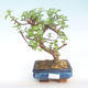 Kryty bonsai - Portulakaria Afra - Thicket PB220398 - 1/2