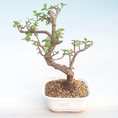 Kryty bonsai - Portulakaria Afra - Thicket PB220397 - 1