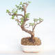 Kryty bonsai - Portulakaria Afra - Thicket PB220397 - 1/2