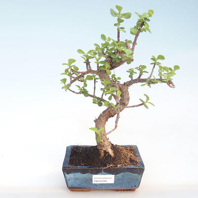 Kryty bonsai - Portulakaria Afra - Thicket PB220399 - 1