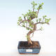 Kryty bonsai - Portulakaria Afra - Thicket PB220399 - 1/2