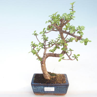 Kryty bonsai - Portulakaria Afra - Thicket PB220400 - 1