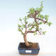 Kryty bonsai - Portulakaria Afra - Thicket PB220400 - 1/2