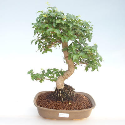 Kryty bonsai -Ligustrum chinensis - Privet PB220402 - 1