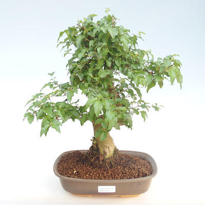 Kryty bonsai -Ligustrum chinensis - Privet PB220404 - 1