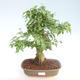 Kryty bonsai -Ligustrum chinensis - Privet PB220404 - 1/3