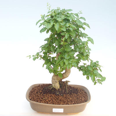 Kryty bonsai -Ligustrum chinensis - Privet PB220405 - 1
