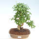 Kryty bonsai -Ligustrum chinensis - Privet PB220405 - 1/3