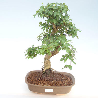 Kryty bonsai - Ligustrum chinensis - Privet PB220406 - 1