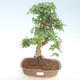 Kryty bonsai - Ligustrum chinensis - Privet PB220406 - 1/3