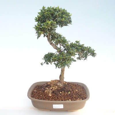 Kryty bonsai - Ilex crenata - Holly PB220410