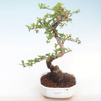 Kryty bonsai - Carmona macrophylla - Tea fuki PB220414 - 1