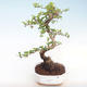Kryty bonsai - Carmona macrophylla - Tea fuki PB220414 - 1/5