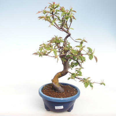 Kryty bonsai - Pseudocydonia sinensis - chińska pigwa VB2020-415 - 1