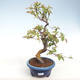 Kryty bonsai - Pseudocydonia sinensis - chińska pigwa VB2020-415 - 1/2