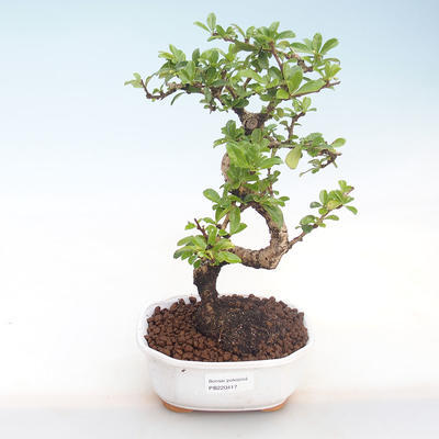 Kryty bonsai - Carmona macrophylla - Tea fuki PB220417 - 1
