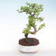 Kryty bonsai - Carmona macrophylla - Tea fuki PB220417 - 1/5