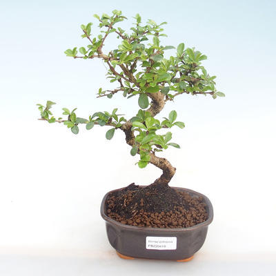 Kryty bonsai - Carmona macrophylla - Tea fuki PB220418 - 1