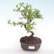 Kryty bonsai - Carmona macrophylla - Tea fuki PB220418 - 1/5