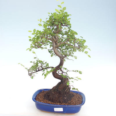 Kryty bonsai - Ulmus parvifolia - Wiąz mały liść PB220419 - 1