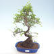 Kryty bonsai - Ulmus parvifolia - Wiąz mały liść PB220419 - 1/3
