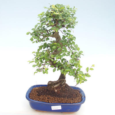 Kryty bonsai - Ulmus parvifolia - Wiąz mały liść PB220420 - 1