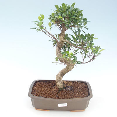Kryty bonsai - Ficus retusa - ficus mały liść PB220427 - 1