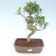 Kryty bonsai - Ficus retusa - ficus mały liść PB220427 - 1/2
