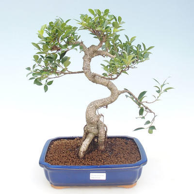 Kryty bonsai - Ficus retusa - ficus mały liść PB220428 - 1