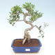 Kryty bonsai - Ficus retusa - ficus mały liść PB220428 - 1/2