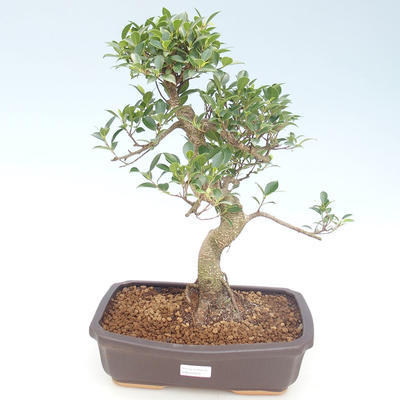 Kryty bonsai - Ficus retusa - ficus mały liść PB220429 - 1