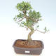 Kryty bonsai - Ficus retusa - ficus mały liść PB220429 - 1/2