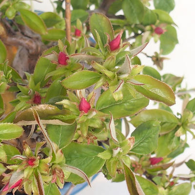 Kryty bonsai - Pseudocydonia sinensis - chińska pigwa VB2020-416 - 1