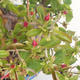 Kryty bonsai - Pseudocydonia sinensis - chińska pigwa VB2020-416 - 1/2