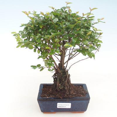 Kryty bonsai - Sagerécie thea - Sagerécie thea PB220431 - 1
