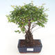 Kryty bonsai - Sagerécie thea - Sagerécie thea PB220431 - 1/4