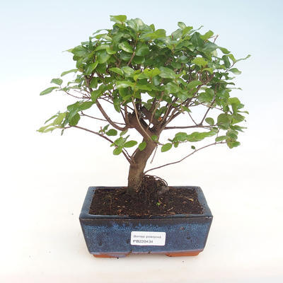 Kryty bonsai - Sagerécie thea - Sagerécie thea PB220434 - 1