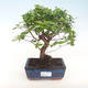 Kryty bonsai - Sagerécie thea - Sagerécie thea PB220434 - 1/4
