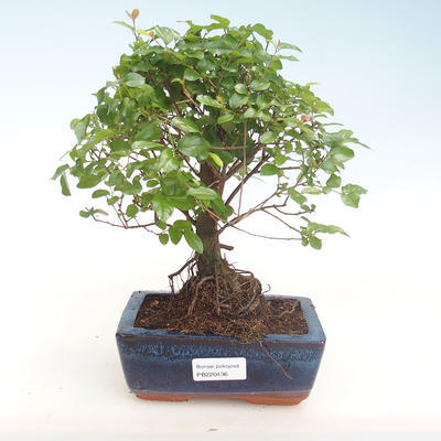 Kryty bonsai - Sagerécie thea - Sagerécie thea PB220436 - 1