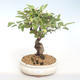 Outdoor bonsai - Malus halliana - Small Apple VB2020-436 - 1/5