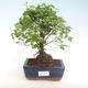 Kryty bonsai - Sagerécie thea - Sagerécie thea PB220436 - 1/4