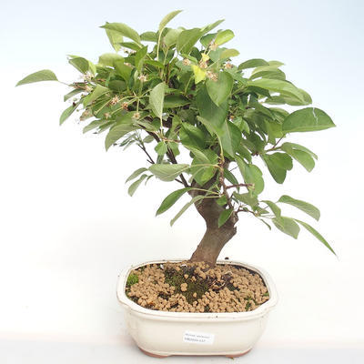Outdoor bonsai - Malus halliana - Small Apple VB2020-437 - 1