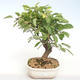 Outdoor bonsai - Malus halliana - Small Apple VB2020-437 - 1/5